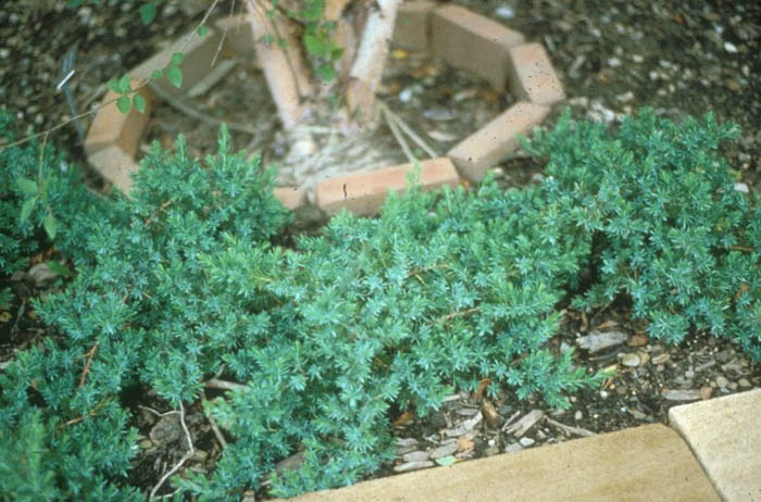 Juniperus rigida conferta