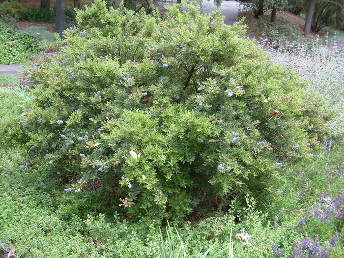 Plant photo of: Ceanothus 'Joyce Coulter'