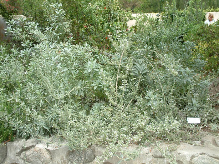 Plant photo of: Salvia apiana