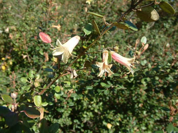 Plant photo of: Correa 'Ivory Bells'