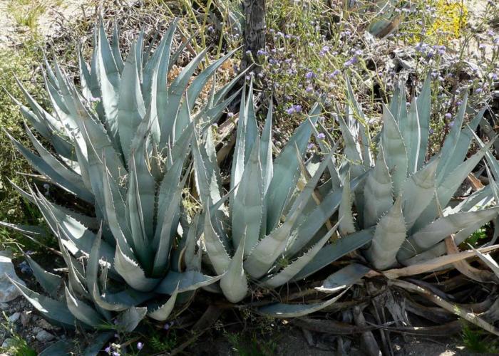 Plant photo of: Agave deserti