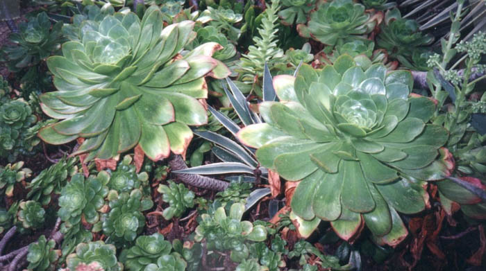 Aeonium cultivars