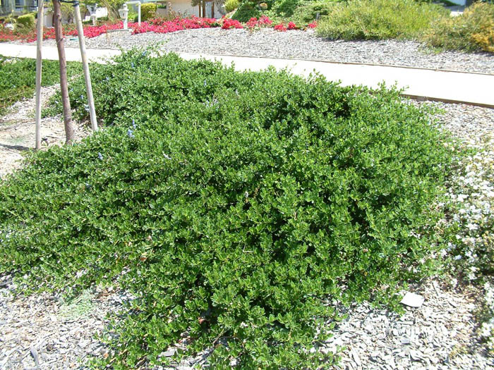 Plant photo of: Ceanothus griseus hor. 'Yankee Point'