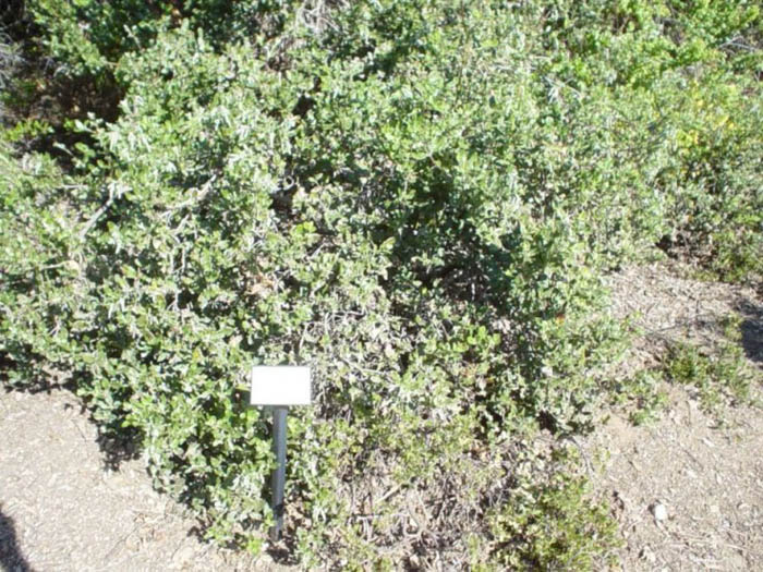 Plant photo of: Garrya elliptica