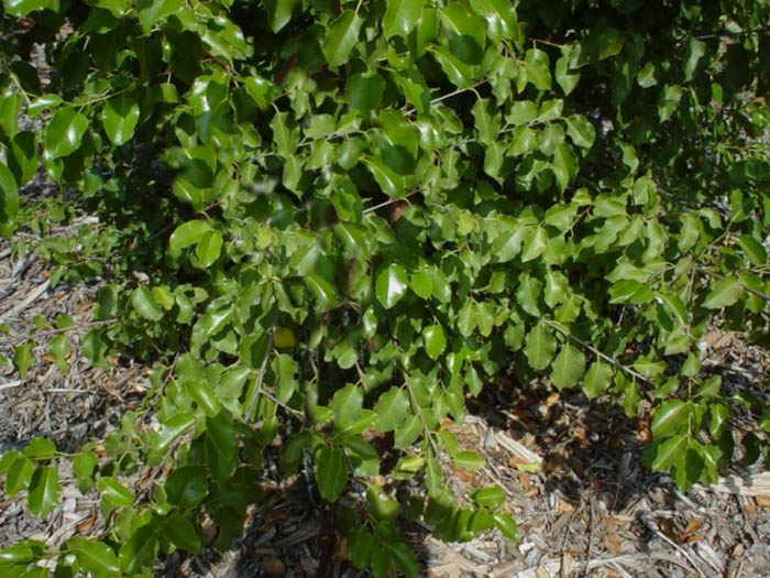 Plant photo of: Prunus ilicifolia