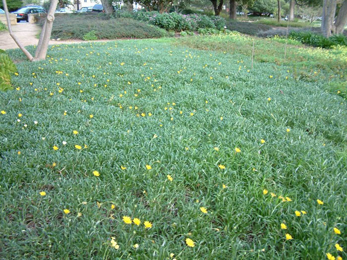 Plant photo of: Gazania 'Mitsua Yellow'
