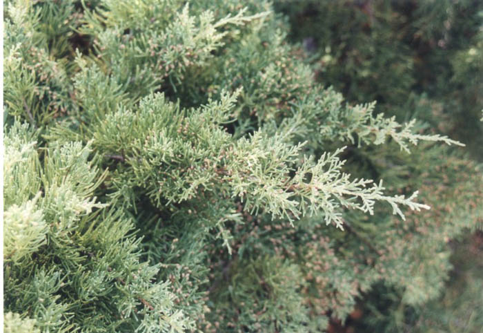 Juniperus chinensis pfitzeriana Glauca