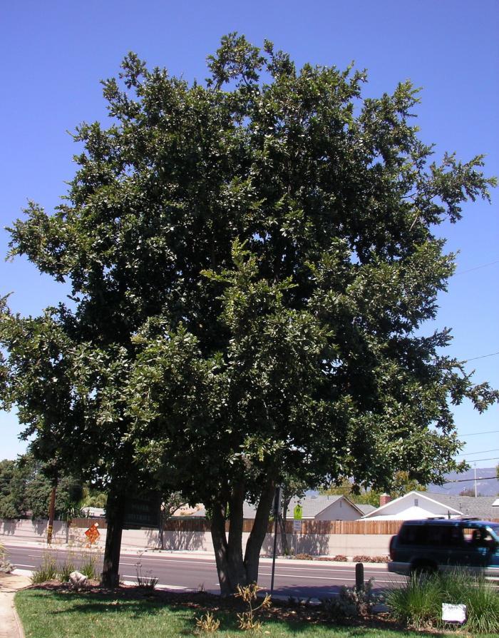 Island Oak, California Island Oak