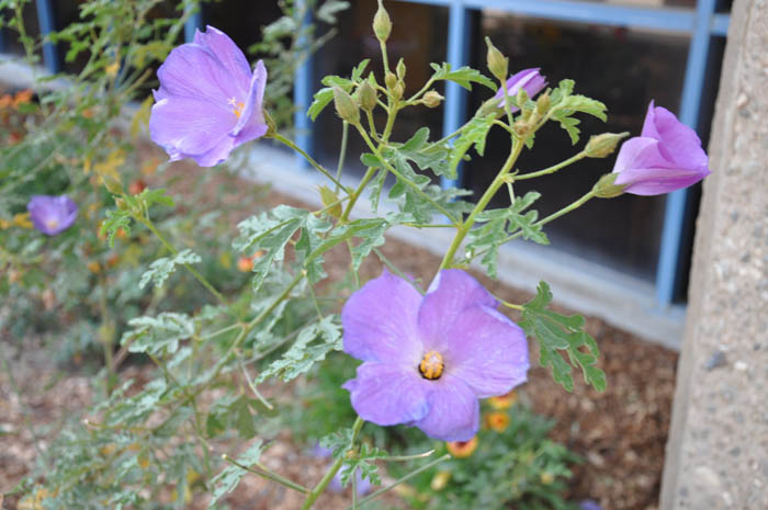 Plant photo of: Alyogyne huegelii 'Santa Cruz'