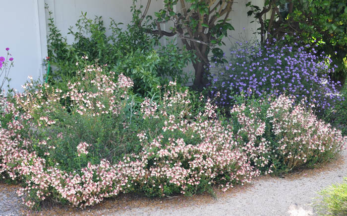 Plant photo of: Salvia 'San Antonio'