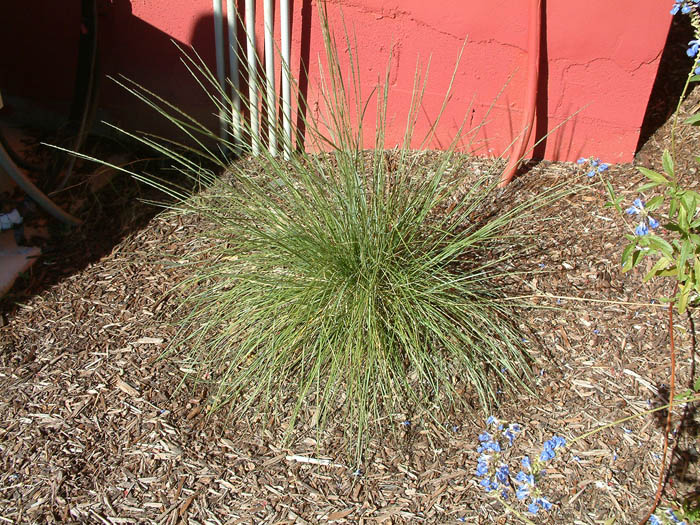 Pine Muhly, Mexican Deer Grass