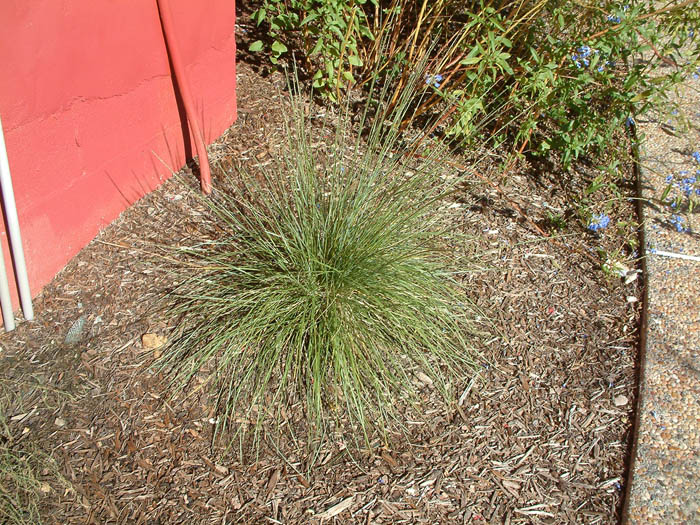 Plant photo of: Muhlenbergia dubia