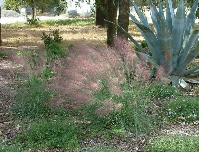 Plant photo of: Muhlenbergia capillaris 'Regal Mist'