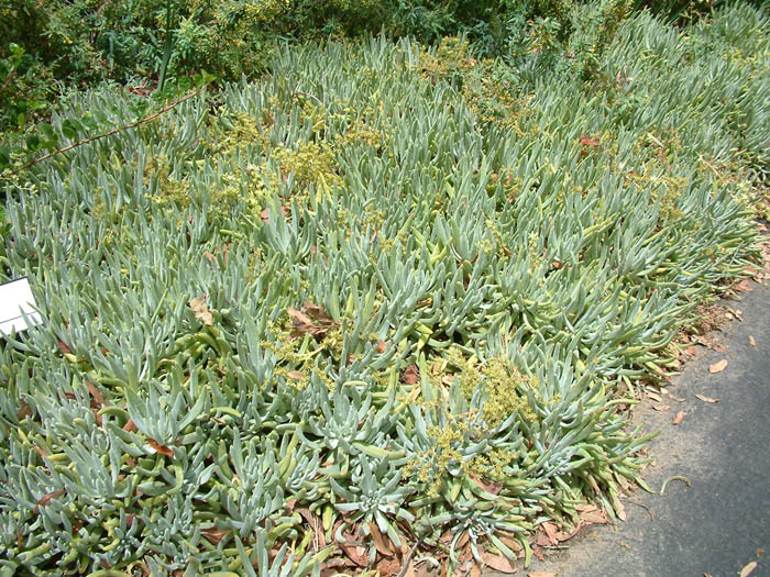Plant photo of: Dudleya hassei