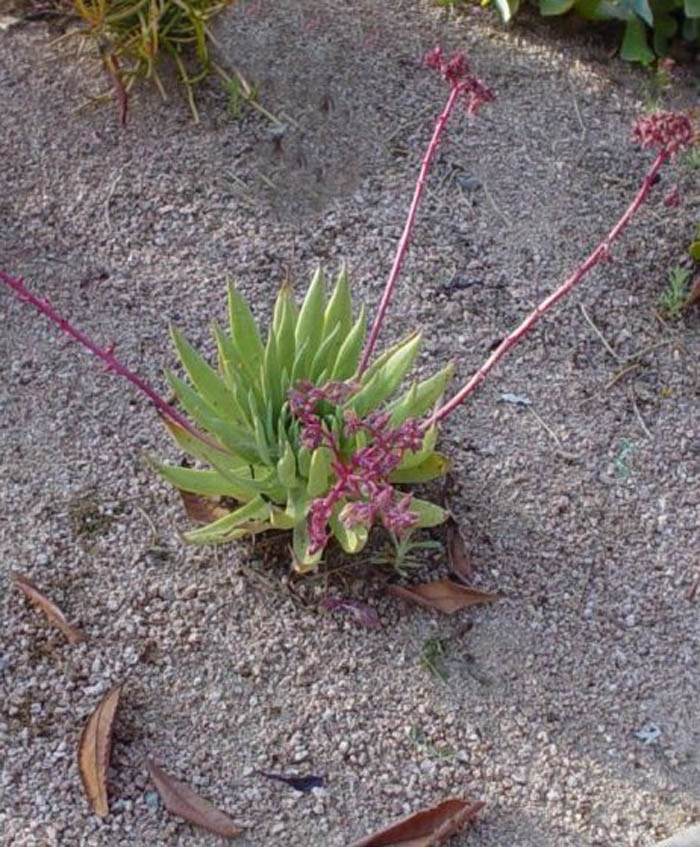 Plant photo of: Dudleya brittonii