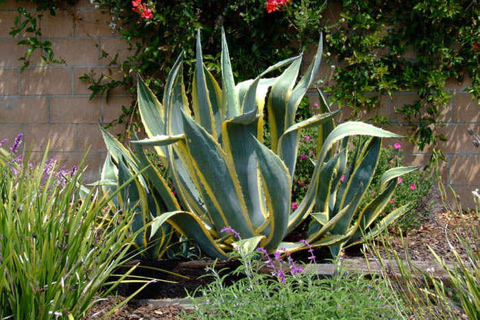 Plant photo of: Agave americana 'Variegata'