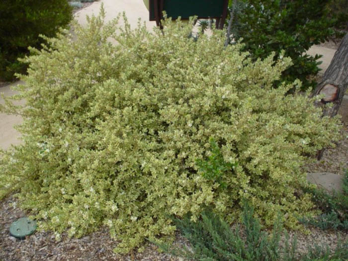 Variegated Common Myrtle