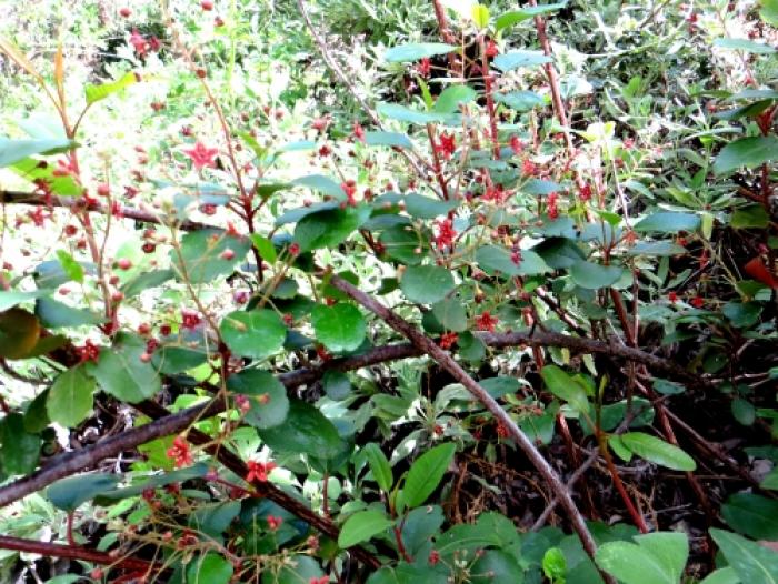 Plant photo of: Ribes viburnifolium