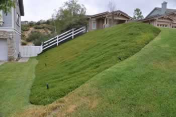 Tree planted in turf