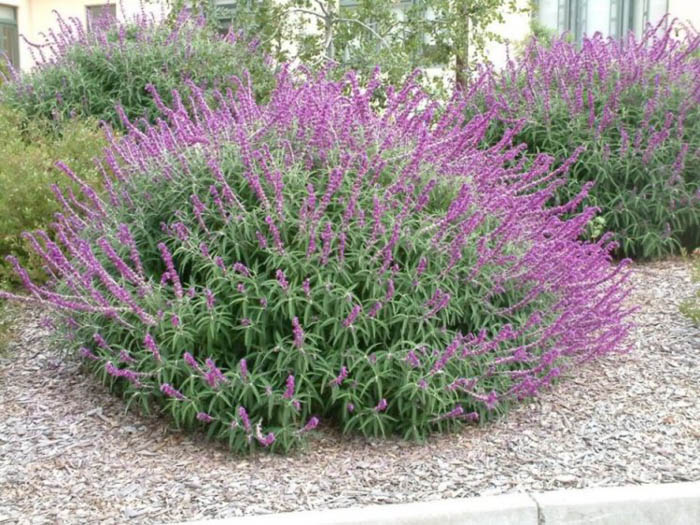 Salvia leucantha 'Purple Velvet