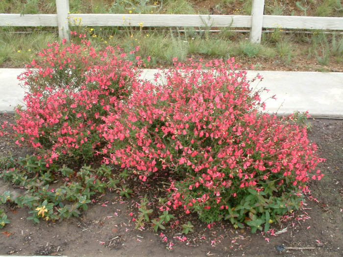 Autumn or Texas Sage