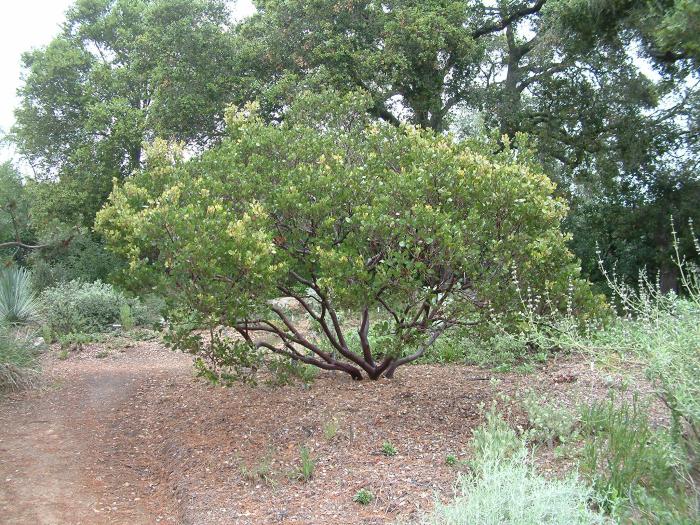 Plant photo of: Arctostaphylos manzanita