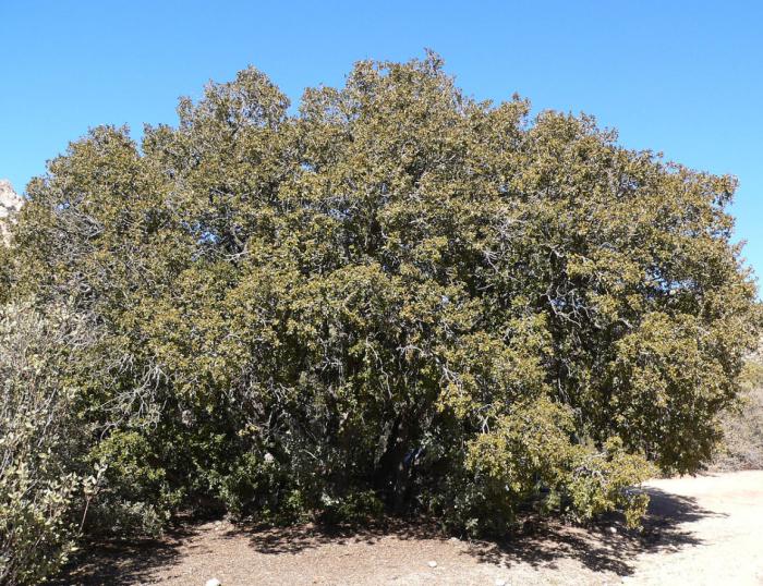 Plant photo of: Quercus chrysolepis