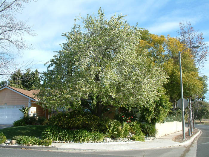 Plant photo of: Pyrus kawakamii
